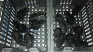 Сынок покормил НУТРИЙ. У малышей - банный день. 06.03.25