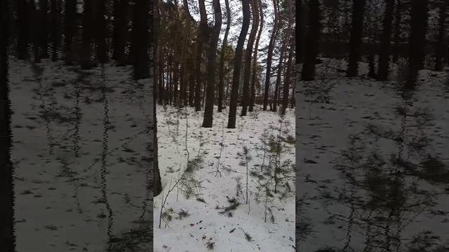 собака