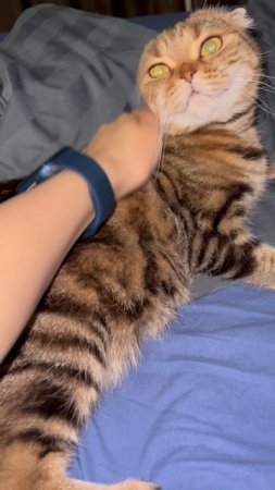 Шотландская вислоухая кошка 🐱