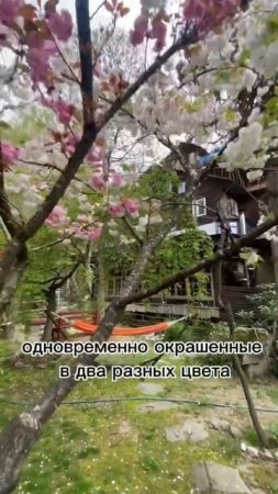 Йога-тур | Ретрит | Ретрит центр