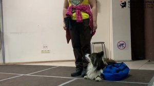 Вельш корги кардиган Рокки. Занятие по дрессировке (ОКД): обучение собаки команде Место. Тольятти.