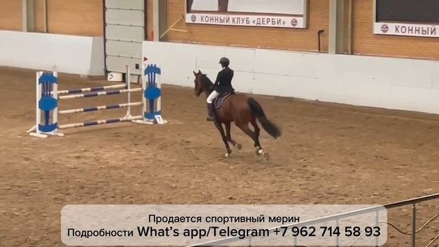 Продаётся спортивный мерин