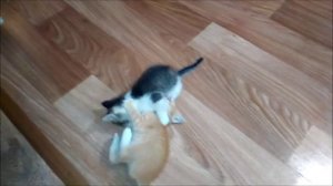 Котятам 43 дня. Котята играют и бегаю