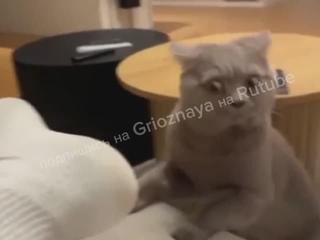 Котики мурлык