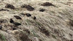 Скворцы прилетели