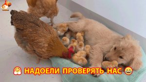 Петух с Курицей решили проверить Цыплят в лежаночке Щенка ❣️🤗😂