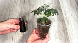 1 Капля и рассада толстеет на глазах! Лучшая подкормка для любой рассады от вытягивания!
