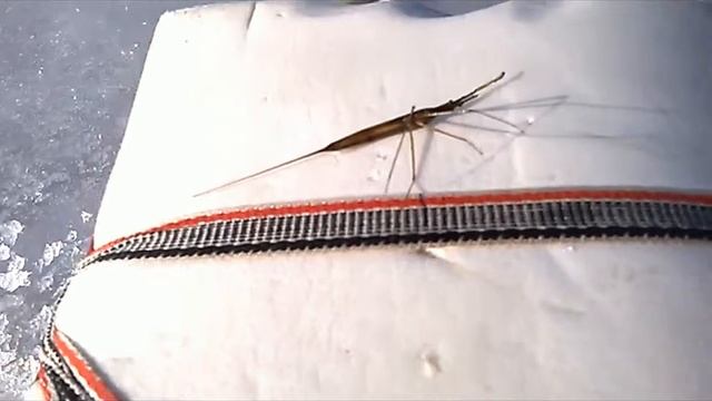 Неопознанное насекомое на зимней рыбалке смотреть онлайн