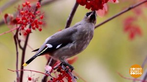 Весна - пьянит! Птичек... Доброе утро. Фрагмент выпуска от 21.03.2025