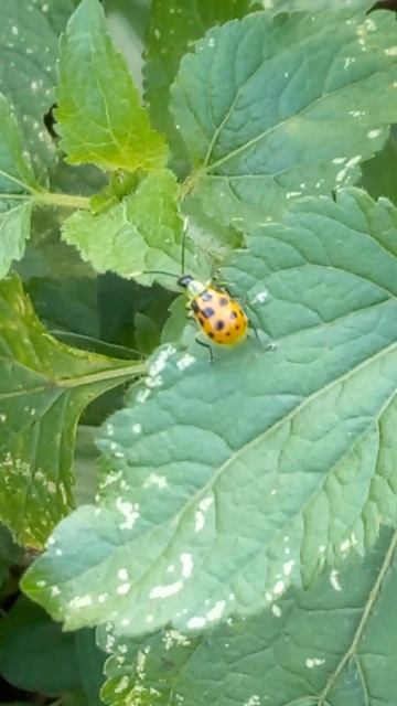 23 #bugs #insects #nature смотреть онлайн