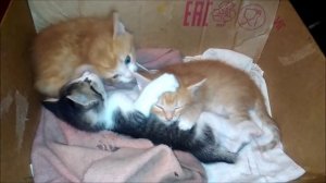 Котятам 31 день. Котята нежатся  3 котенка