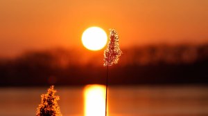 🌿 БЕЗУМНОЙ КРАСОТЫ МУЗЫКА ДЛЯ РЕЛАКСАЦИИ 🎵 РАССЛАБЛЯЮЩАЯ МУЗЫКА ДЛЯ ДУШИ 🎵 МУЗЫКА ДЛЯ СНА