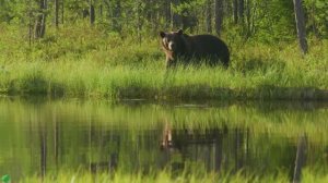 Расслабляющая музыка помогает уменьшить стресс, тревогу и депрессию • Музыка лечит душу