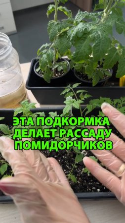 Подкормка от вытягивания рассады помидоров