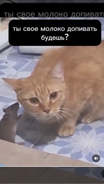 Том и Джери