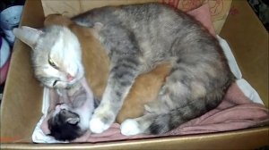 Котятам 8 дней. У котят начинают открываться глаза