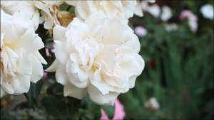 Зимовка Роз - Сад Людмилы Кудасовой