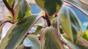 Зимний сад в миниатюре!