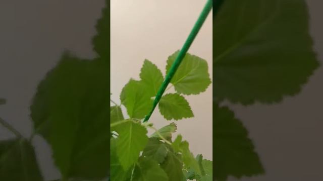 Малина Пшехиба смотреть онлайн