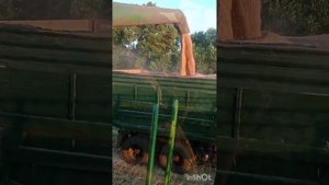 Уборка пшеницы сезон 2023. Комбайн Джон Дир Т660.