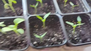 Растишки бигли и рассада.