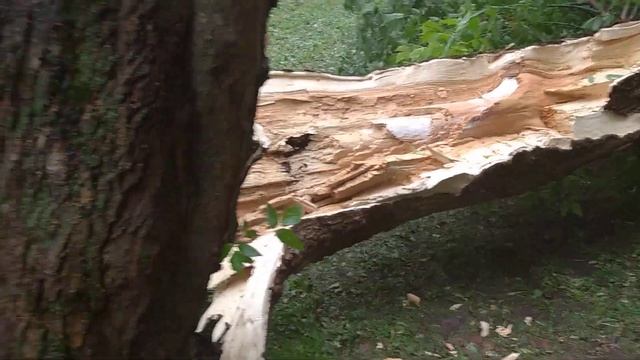 После дождичка в четверг.Москва Лосиноостровский район , Торфянка. Четверг 20 Июня смотреть онлайн