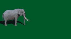 Elephant Green Screen (Resounded)