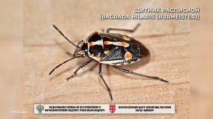 Щитник расписной (Bagrada hilaris (Burmeister))