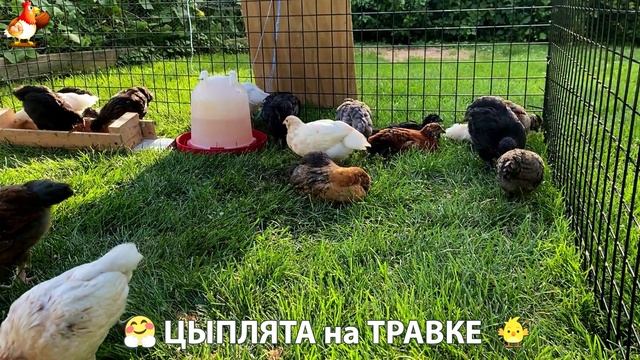 Цыплята несушек на травке в загоне хорошо растут на солнышке 🐥🌿🌞 (4)