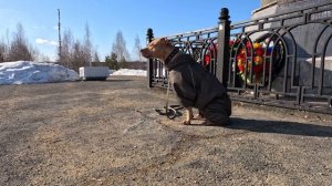 Утренняя прогулка Питбулишны Веги