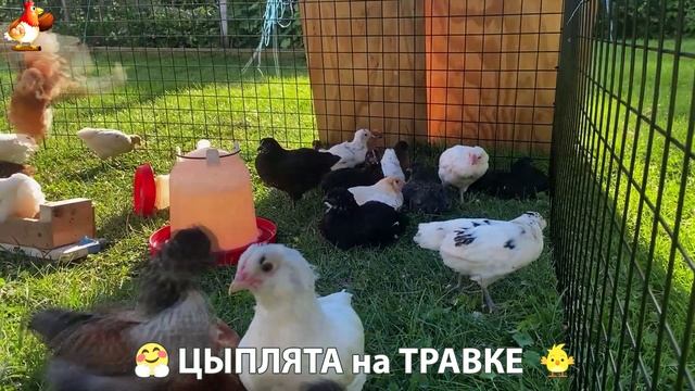 Цыплята несушек на травке в загоне хорошо растут на солнышке 🐥🌿🌞 (3)