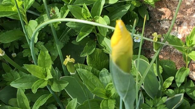 Iris de Hollande 'Iris hollandica' Les Pyrénées l'Espagne et l'Afrique se croisent en hollande смотреть онлайн