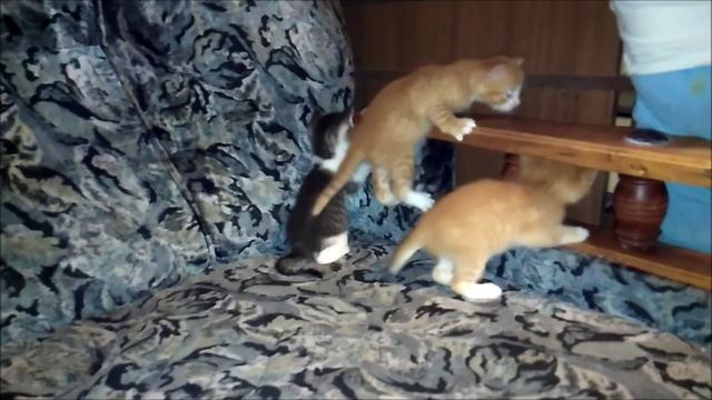 Котятам 28 дней. Котята веселятся. 3 котенка