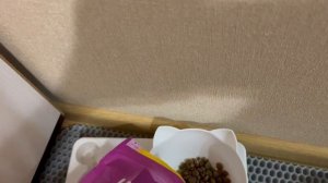 Хозяйка кормит меня, я очень люблю кушать и спать! У меня хорошая жизнь, мяуу