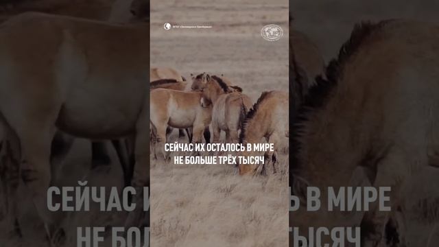 С 2011 года мы активно поддерживаем проекты по сохранению популяций многих животных 🙏 #shorts