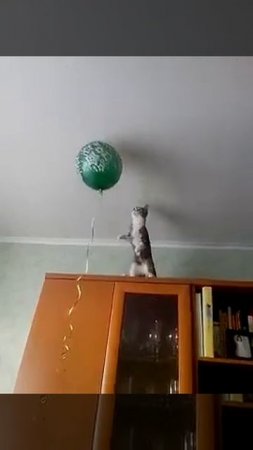 Котик и воздушный шар