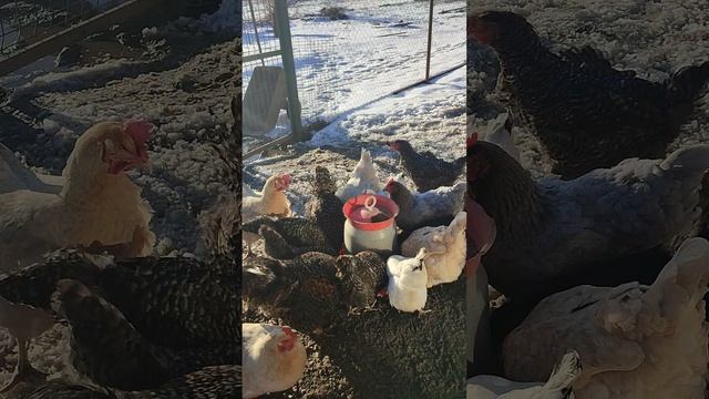 Вместе с кошечкой Лапой на хозяйстве
