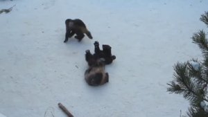 КАК ИГРАЮТ РОСОМАХИ