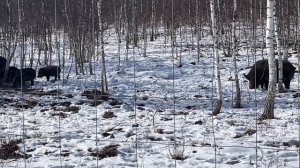 Охота на кабана