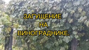 ЗАГУЩЕНИЕ НА ВИНОГРАДНИКЕ.