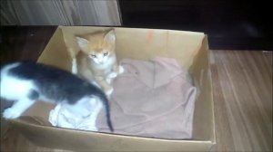 Котятам 34 дня. Котята играют