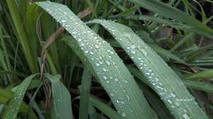 просто утро, природа, деревни ч.2 дождливо канчанабури กาญจนบุรี kanchanaburi