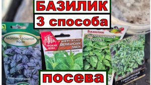 Только так сею базилик и многие другие культуры и всхожесть 100 %