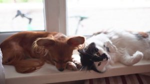 🐕🦺 Где делают стоматологические процедуры для животных?