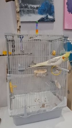Попугай корелла сам открывает дверцу клетки #попугай #корелла #parrot #birds #cockatiel #corella