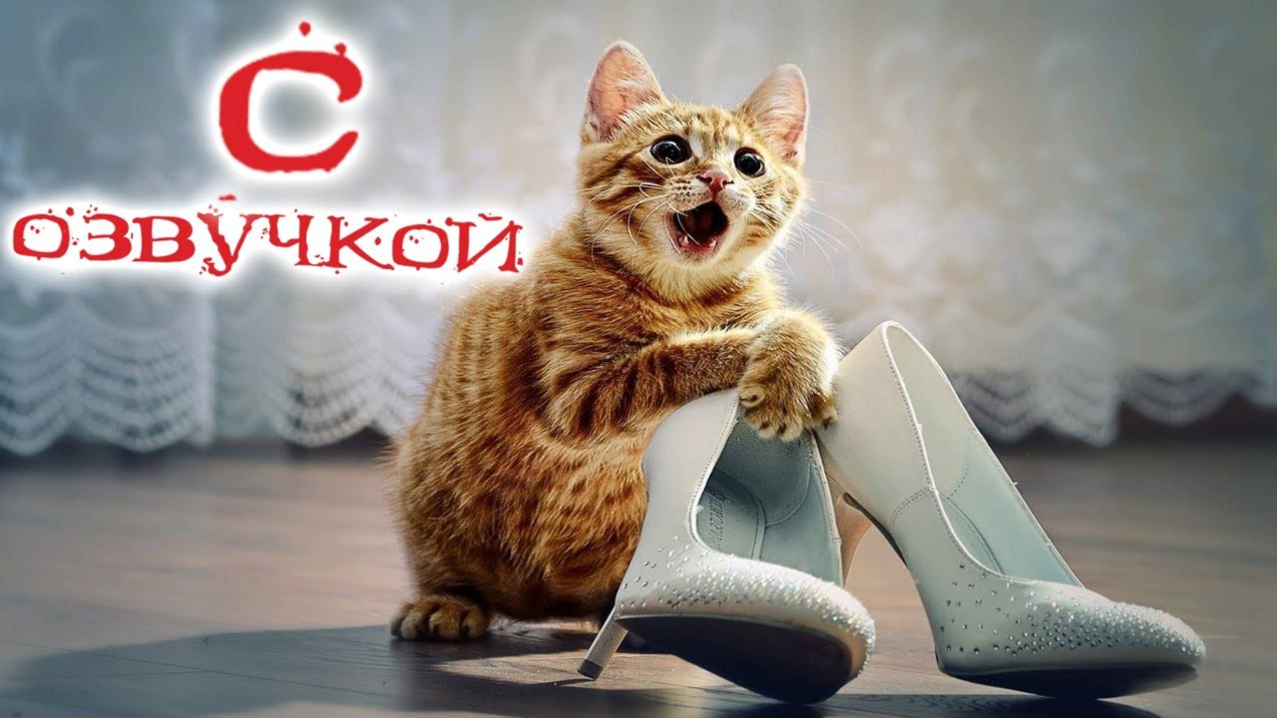 Приколы с котами! Самая смешная ОЗВУЧКА животных 2025!