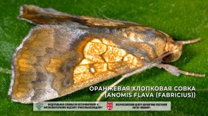 Оранжевая хлопковая совка (Anomis flava (Fabricius))