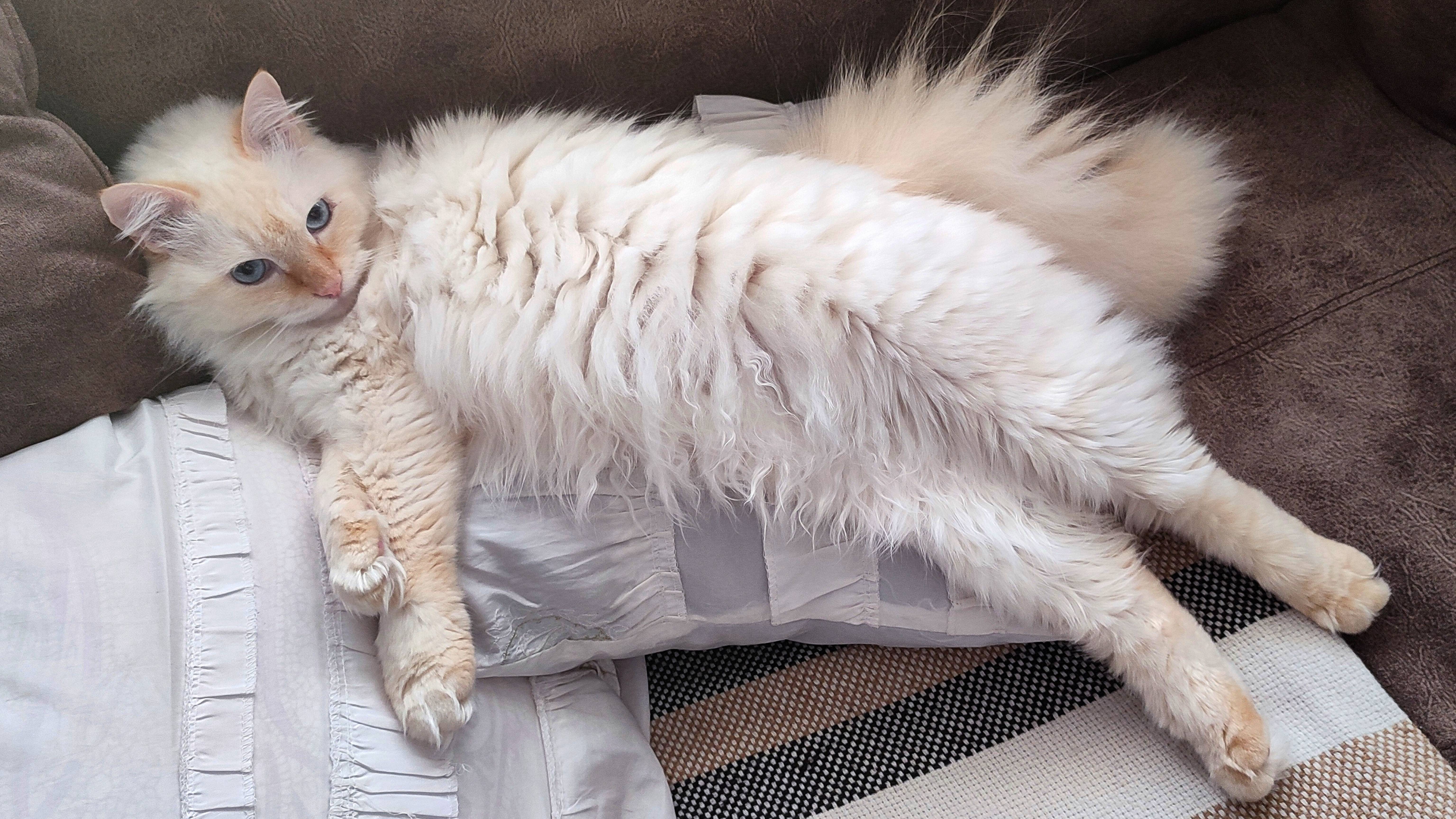 Кошка Тима помогает мне убирать игрушки А кот Стёпа мешает