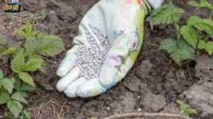 Как ухаживать за малиной весной?