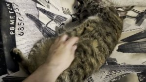 Народная примета
'Если вам завтра не надо на работу, то именно завтра вы проснётесь ни свет ни заря
